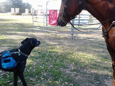 A black with white Irish Dane is wearing a blue back pack standing in grass in front of a large horse with a round pen next to them.